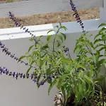 Maggana Apartmán *